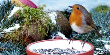 Vögel füttern im Winter