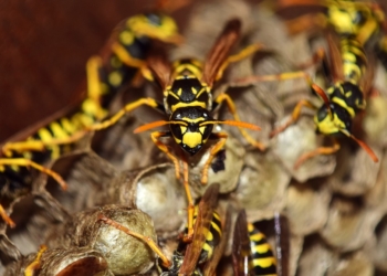 Aus dem Archiv:  Hans ohne Glück! Teil 2