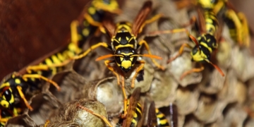 Aus dem Archiv:  Hans ohne Glück! Teil 2