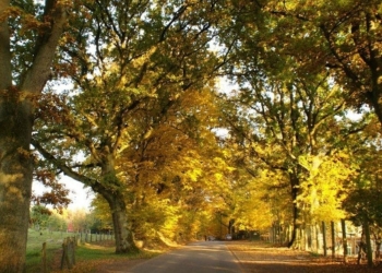 Aus dem Archiv: To Huus