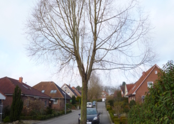 Ratzeburg: Umfangreicher Baumtausch im Ferdinand-Sauerbruch-Weg