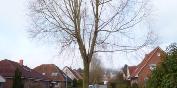 Ratzeburg: Umfangreicher Baumtausch im Ferdinand-Sauerbruch-Weg