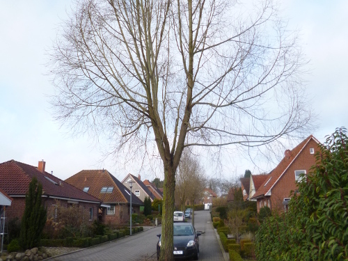 Ratzeburg: Umfangreicher Baumtausch im Ferdinand-Sauerbruch-Weg