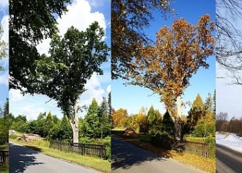 Aus dem Archiv: De Eekboom und de veer Johrestieden