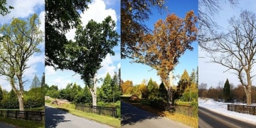 Aus dem Archiv: De Eekboom und de veer Johrestieden