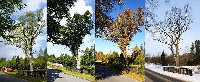 Aus dem Archiv: De Eekboom und de veer Johrestieden