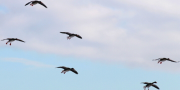 Fliegen sieht so leicht aus