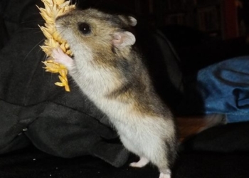 Aus dem Archiv: De Hamstertiet 1945 – 1948