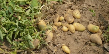 Aus dem Archiv: Elsa und de Kantüffeln