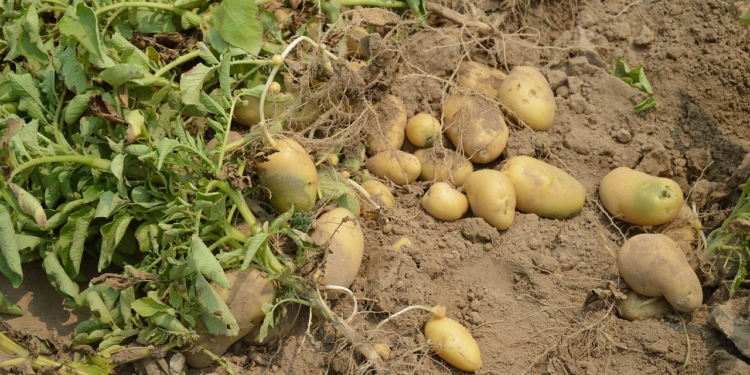 Aus dem Archiv: Elsa und de Kantüffeln