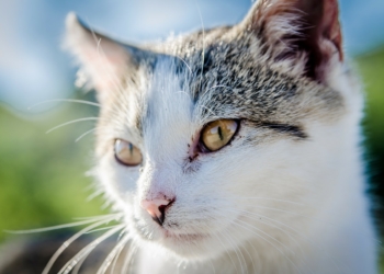 Landesweite Katzen-Kastrationsaktion ab dem 15. Februar