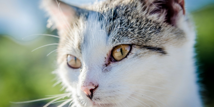 Landesweite Katzen-Kastrationsaktion ab dem 15. Februar