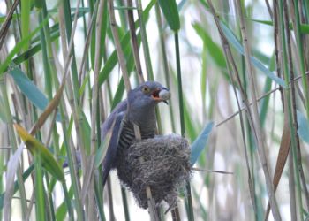 Der heimliche Herrscher im Schilf