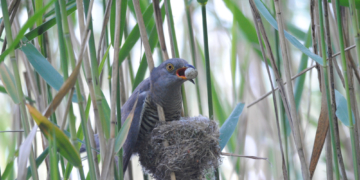 Der heimliche Herrscher im Schilf