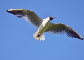 Aus dem Archiv: Willem und de Eierklauers