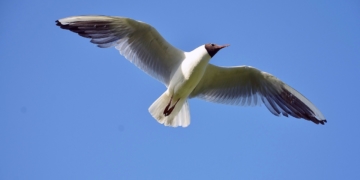 Aus dem Archiv: Willem und de Eierklauers