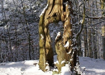 Aus dem Archiv: Geschicht von eenen oolen Boom
