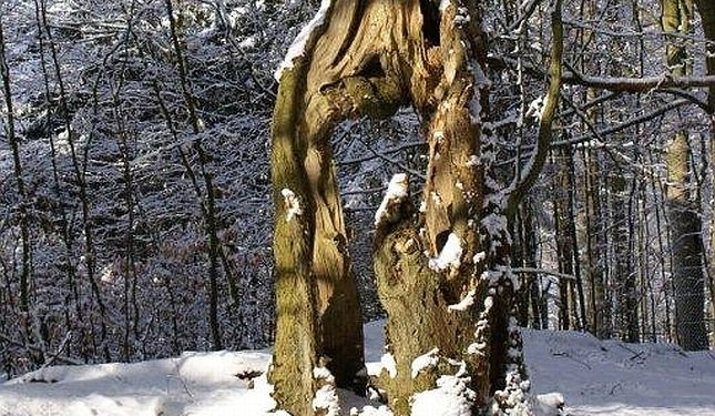 Aus dem Archiv: Geschicht von eenen oolen Boom