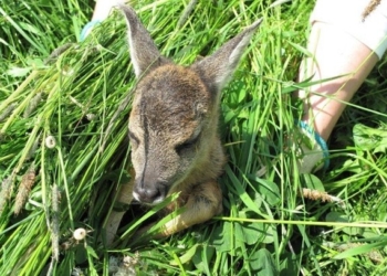 Aus dem Archiv: Watt datt nich all givt…