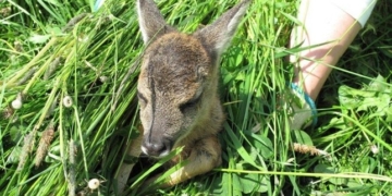 Aus dem Archiv: Watt datt nich all givt…