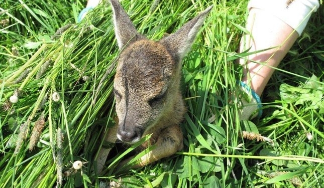 Aus dem Archiv: Watt datt nich all givt…