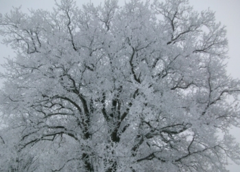 Aus dem Archiv: Wiehnachten 1946