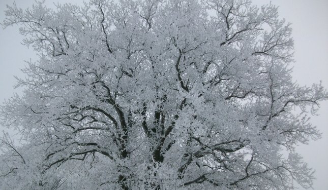 Aus dem Archiv: Wiehnachten 1946