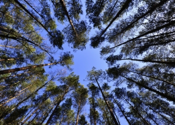 Grüne nehmen den kreiseigenen Wald in den Fokus