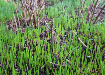 Frühlingserwachen im Januar?