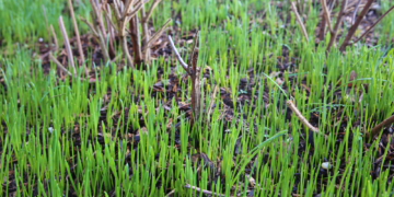 Frühlingserwachen im Januar?