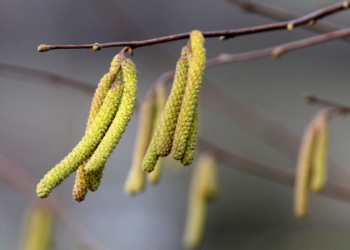 Hasel und Erle blühen schon im Februar
