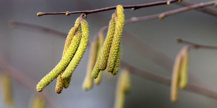 Hasel und Erle blühen schon im Februar