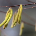 Hasel und Erle blühen schon im Februar