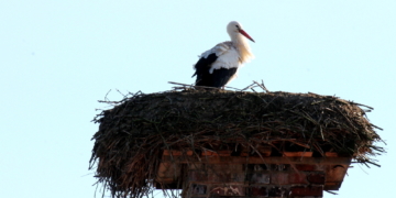 Und nur der Kirchturm schaut zu bei dem Horstpaar Nr. 63