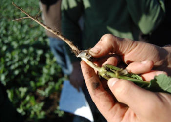Berufswettbewerb der deutschen Landjugend 2019