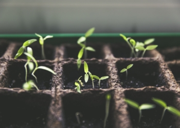 Vortrag: Urban Gardening – Gärtnern auf kleiner Fläche