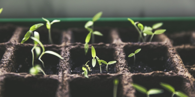 Vortrag: Urban Gardening – Gärtnern auf kleiner Fläche