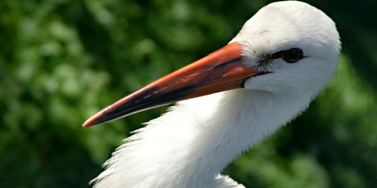 Sicherheit für Meister Adebar und Co.