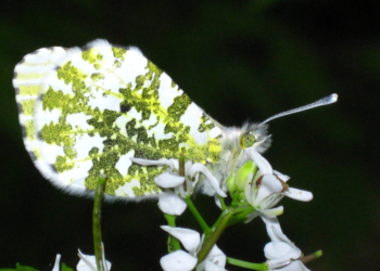 Insektenvielfalt im Siedlungsraum – Tipps und Projekte für mehr Artenvielfalt