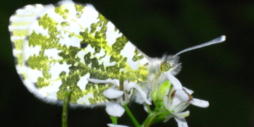 Insektenvielfalt im Siedlungsraum – Tipps und Projekte für mehr Artenvielfalt