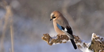 Vogelgesang und seine Bedeutung – Wald-Kinder-Exkursion in Mölln
