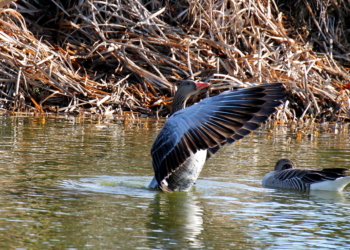 Testosteron auf dem Giesendorfer Dorfteich