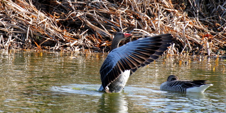 Testosteron auf dem Giesendorfer Dorfteich