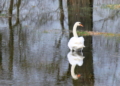 Der Schwan in der Manau