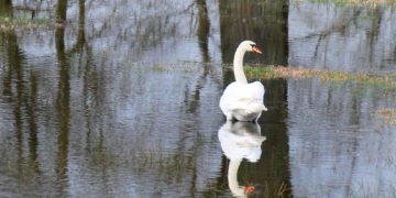 Der Schwan in der Manau