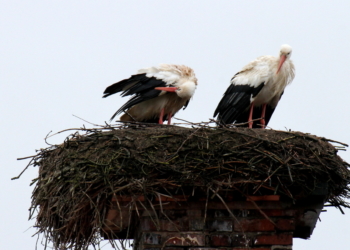 Eine serielle Monogamie bei den Störchen