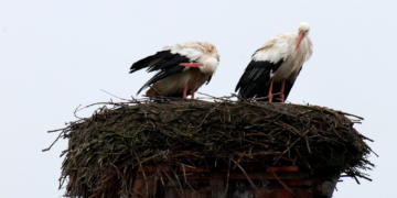 Eine serielle Monogamie bei den Störchen