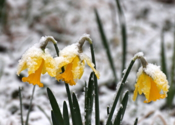 Der Winter ritt wiedermal eine Attacke im Herzogtum