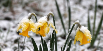Der Winter ritt wiedermal eine Attacke im Herzogtum