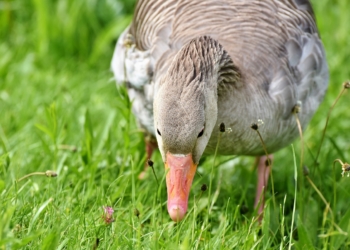 Wolf und Gans: Bauernverband fordert Artenschutz mit Regulierung